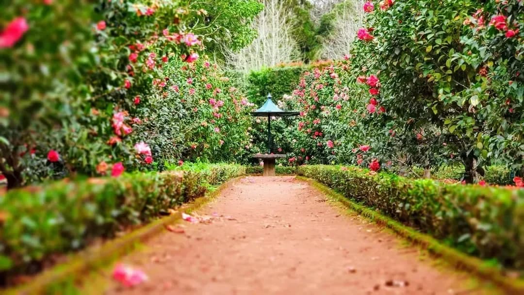 The rose-lined garden walk