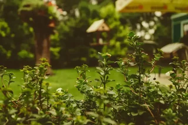 Lush greenery